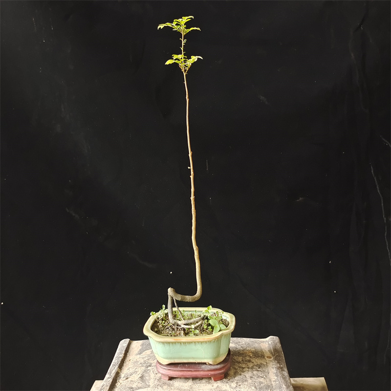 精品小叶紫檀盆景客厅黑骨茶好养