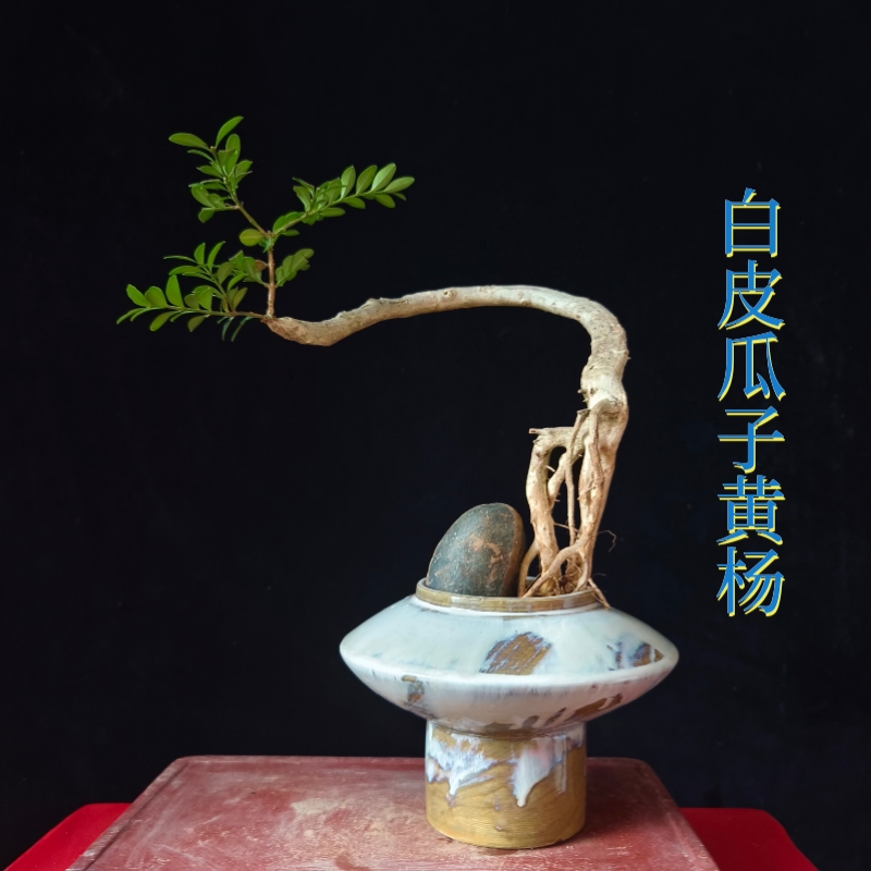 盆景一物一拍黄杨造型独特