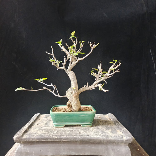 矮霸三角梅盆景开花一物一拍好养