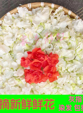 新鲜指甲草凤仙花鲜花瓣染指甲红白色泡醋灰甲泡酒美甲染头发