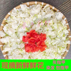 新鲜指甲草凤仙花鲜花瓣染指甲红白色泡醋灰甲泡酒美甲染头发