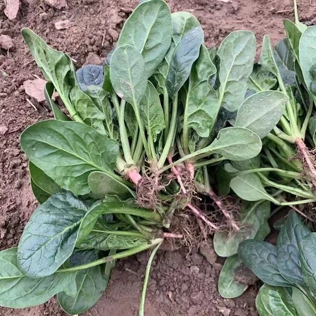 湖北随州广水菠菜本地小菠菜包邮白菜余店白菜