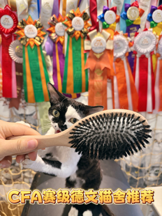 CFA赛级德文猫舍推荐MushroomCat猫狗野猪鬃毛德文卷毛猫专用梳