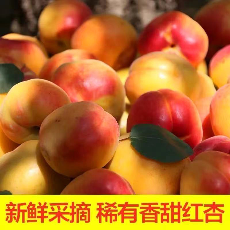 杏子新鲜水果杏仁甜核胭脂贵妃红杏酸甜孕妇大黄杏干树苗五斤包邮