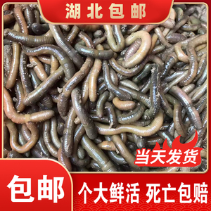 活饵蚯蚓鱼饵黑蚯蚓活体青蚯蚓钓黄鳝大青钓鱼小丘引包邮鲜活渔具