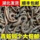湖北黑蚯蚓新鲜顺丰快递生鲜活钓黄鳝活体青蚯蚓特大臭蚯蚓钓黄鳝