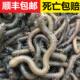 湖北特产生鲜顺丰快递生鲜钓黄鳝诱饵活饵鲜活鱼饵蚯蚓活体黑蚯蚓