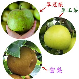 宁波黄花蜜梨树苗梨头树盆栽翠玉梨518树苗 脆冠梨树果树苗结果苗