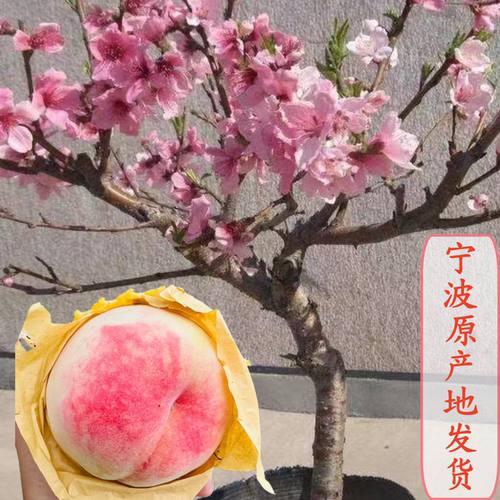 宁波当年结果良方水蜜桃苗