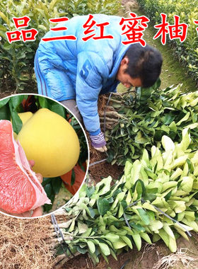 现挖现卖浙江红心蜜柚玉环树苗