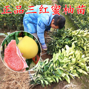 现挖现卖浙江三红心蜜柚树苗盆栽玉环文旦树苗三红蜜柚苗香泡树苗