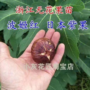 浙江波姬红无花果树苗 合适盆栽中华紫果无花果苗