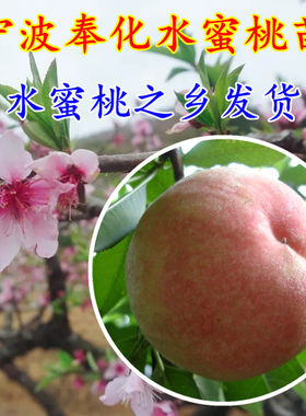 宁波奉化玉露水蜜桃湖景蜜露蟠桃
