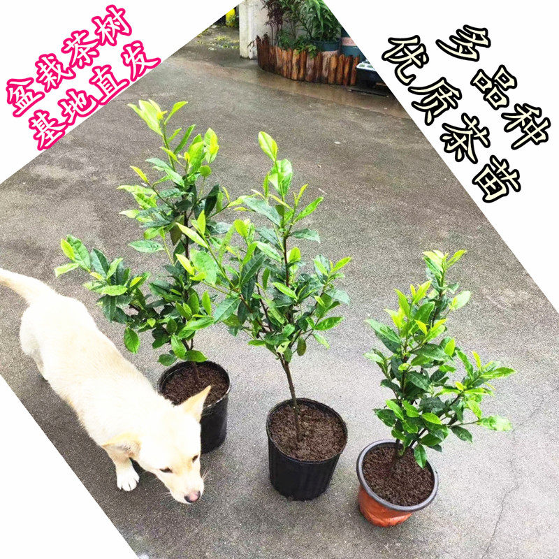 专卖盆栽龙井茶叶树苗 含盆带土铁观音乌龙茶苗 大红袍鸭屎香茶苗