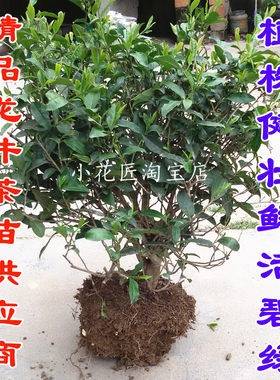 特级浙江茶叶含盆带土树苗