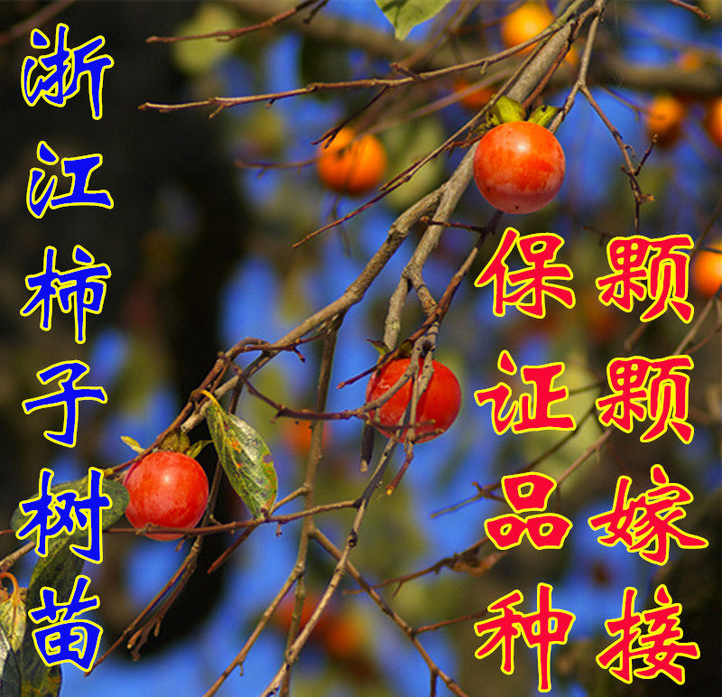 浙江吊红柿子树苗 盆栽自然脱涩太秋甜柿脆柿苗 方柿火晶柿子树苗