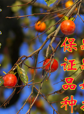 浙江柿子树苗盆栽自然