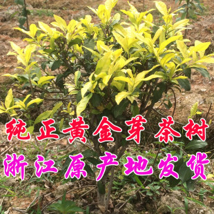 宁波黄金芽茶苗盆栽黄金叶营养钵茶树浙江西湖龙井茶苗18元包邮