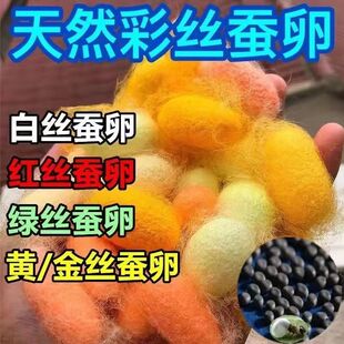 学生蚕宝宝蚕种春蚕卵蚕蚕籽送孵化盒鹅毛蚕宝宝幼虫彩蚕金丝蚕卵