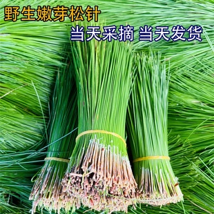 野生新鲜天然纯松针茶松枝蒸笼垫长马尾松树叶蒸包子垫材手工采摘