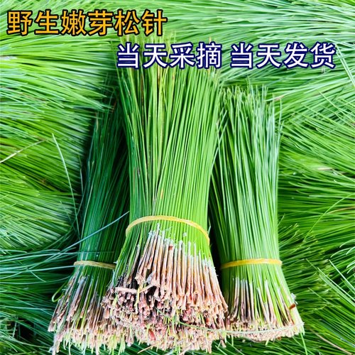野生新鲜长马尾松针茶纯手工采摘