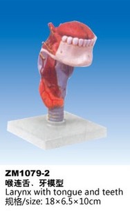 牙解剖模型 ZM1079 2喉连舌