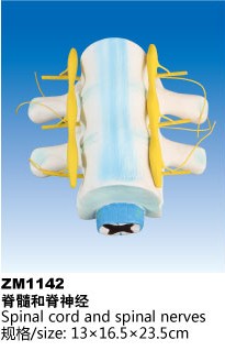 ZM1142脊髓和脊神经解剖模型