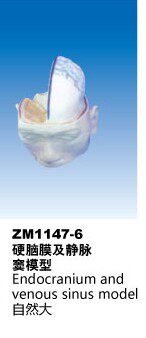 ZM1147-6硬脑膜及静脉窦模型