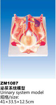 ZM1087泌尿系统解剖模型