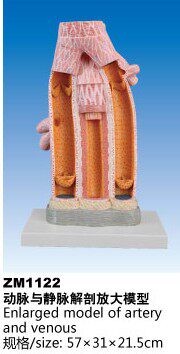 ZM1122动脉与静脉解剖放大