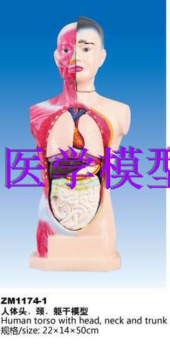 ZM1174-1人体头.颈.躯干模型