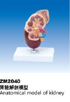 ZM2040肾脏解剖模型