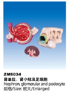 ZM5034肾单位肾小球及足细胞解剖模型