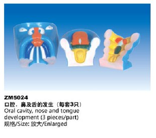 舌 发生解剖模型 鼻 ZM5024口腔