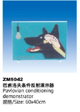 ZM5042巴普洛夫条件反射演示器解剖模型