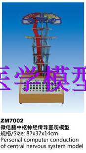 ZM7002微电脑中枢神经传导直观模型解剖模型