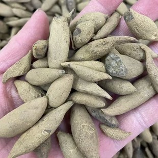 郁金 金丝郁金云南黄丝郁金中药材 晒干 整粒根 可以切片