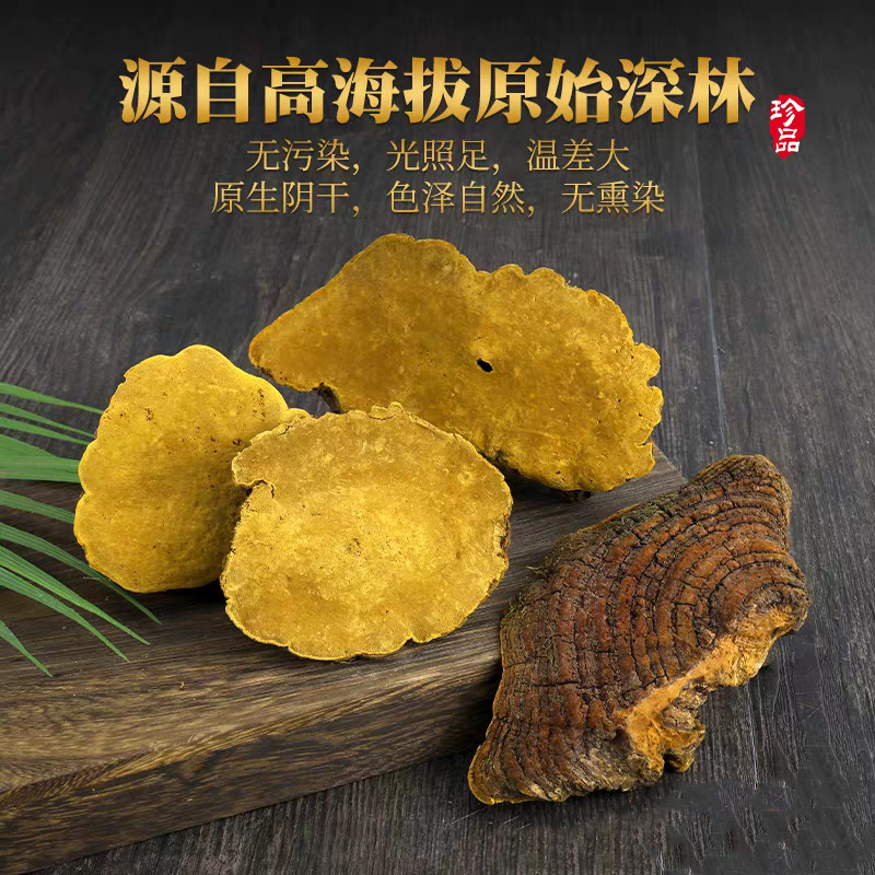 桑树桑黄正宗西藏免费切片磨粉