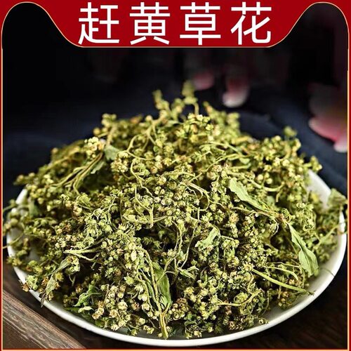 赶黄草野外生四川古蔺正宗茶