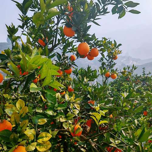 脐橙当季水果现摘新鲜包邮