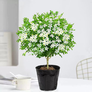 九里香盆栽独杆树苗七里香茉莉花卉绿植室内阳台四季好养驱蚊植物
