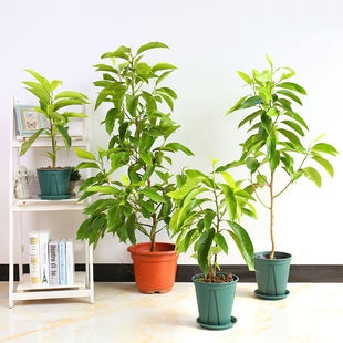 白兰花盆栽黄桷兰嫁接白兰花苗香白玉兰花树苗黄兰盆栽地栽苗白兰