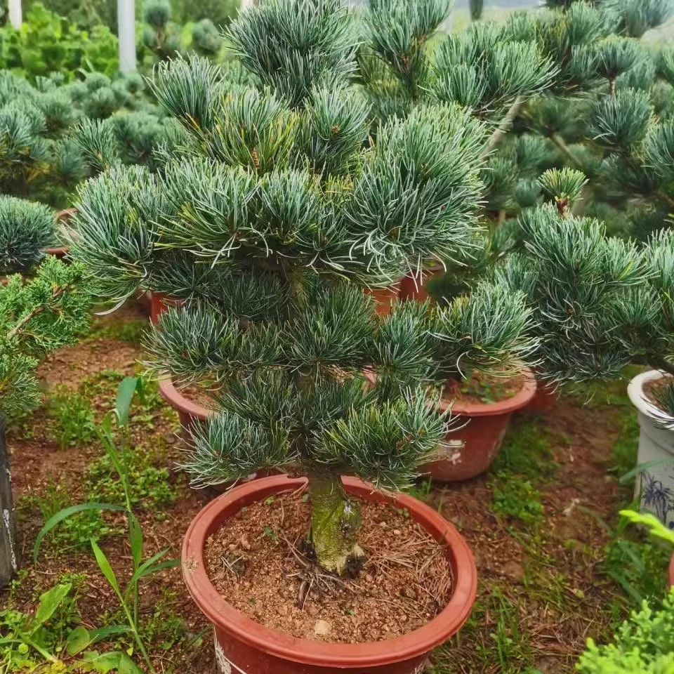 精品嫁接短针五针松小苗