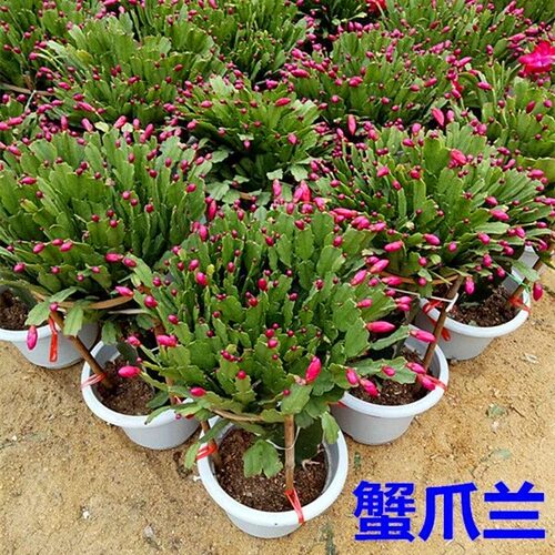 带花苞发货耐寒好养蟹爪兰盆栽