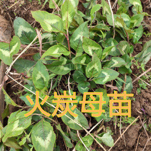火炭母苗中草药材翅地利火炭星新鲜火炭藤白饭草白饭藤5棵