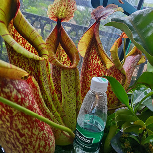 超大猪笼草戴瑞安娜盆栽植物阳台驱蚊巨型食虫树客厅庭院雨林景观