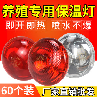 红外线保暖灯仔猪红外线灯泡取暖灯畜牧保温灯泡养殖场专用保暖灯
