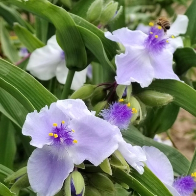 鲁馨花卉庭院花卉紫露草