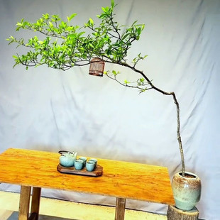 海岛栀子花春花盆景四季常青开花植物好养活室内茶室绿植简单易活