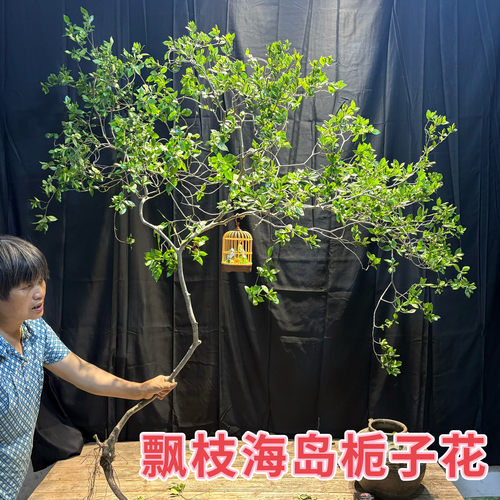 正宗海岛栀子花海岛春花四季常青